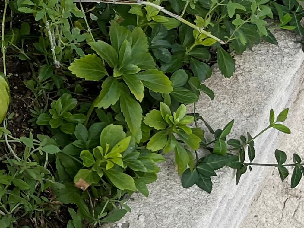 수호초 - 수호초는 늘푸른 상록성 지피식물로, 그늘에서도 매우 잘 자라기 때문에 공원·아파트 단지·사찰·정원 등 그늘 밑 식재에서 가장 사랑받는 종 중 하나입니다. 지하경(rhizome)을 통해 땅속으로 번식하며 군락을 형성하는 타입이며, 관리가 쉽고 내음성이 뛰어나 음지식재의 대표적인 기본 팔레트입니다.