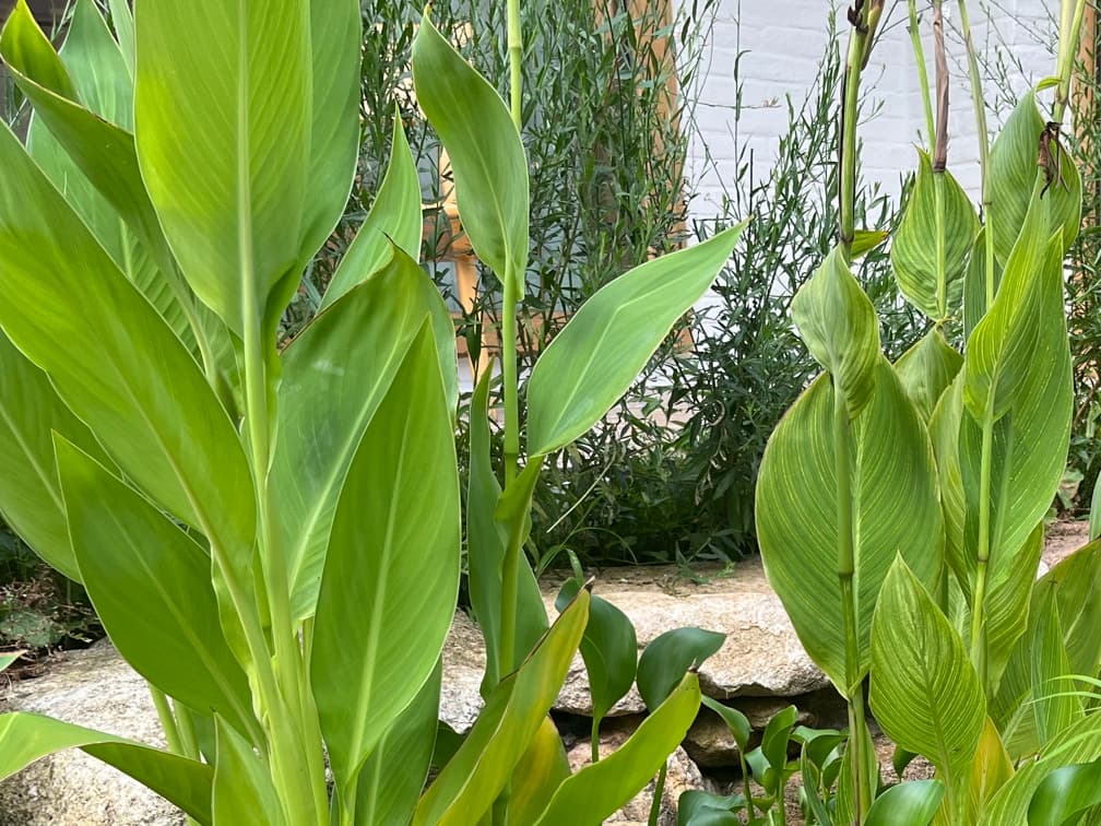 칸나(홍초) - 칸나는 화려한 꽃과 넓은 잎을 가진 열대 느낌의 초본류로, 여름철 정원에서 강렬한 색감을 연출하는 대표적인 식물입니다. 촉촉한 토양을 좋아하며, 물이 비교적 많은 곳에서도 잘 자랍니다. 여름철 폭발적인 생장으로 높이가 1–2m 이상까지도 성장 가능합니다.