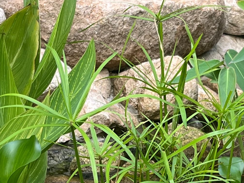 시페루스 - 시페루스는 방사형으로 잎이 펼쳐지며 독특한 우산 모양의 잎 배열이 특징적입니다. 물을 좋아하는 수생 또는 반수생 초본으로, 물가와 습지 환경에서 잘 자랍니다. 양지에서 생육이 가장 좋지만, 반음지에서도 충분히 생육이 가능한 식물입니다.