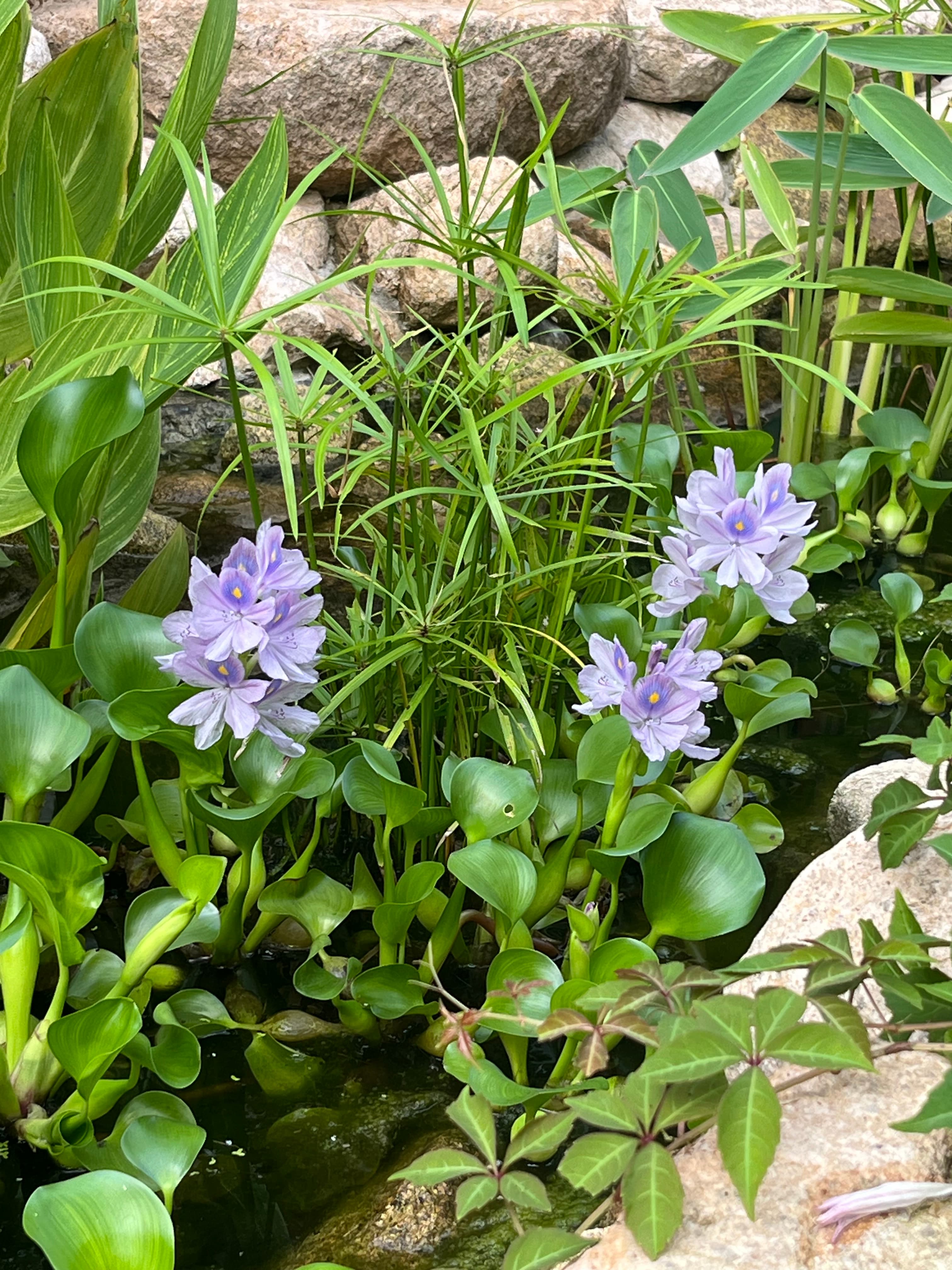 부레옥잠 - 부레옥잠은 물 위에 떠서 자라는 대표적인 부유성 수생식물로, 풍선 같은 부풀어 오른 엽병(leaf stalk)이 물에 뜨는 ‘부력’을 만들어 이름이 붙었습니다. 짙은 연보라색 꽃이 매우 아름다워 수반, 연못, 수생정원에서 관상용으로 널리 쓰입니다. 강한 번식력으로 생육력이 매우 강해 세계 여러 나라에서는 침입종으로 지정될 정도로 번식 속도가 빠르지만, 내한성이 매우 낮아 한국 겨울(노지)에서는 거의 월동이 불가합니다.