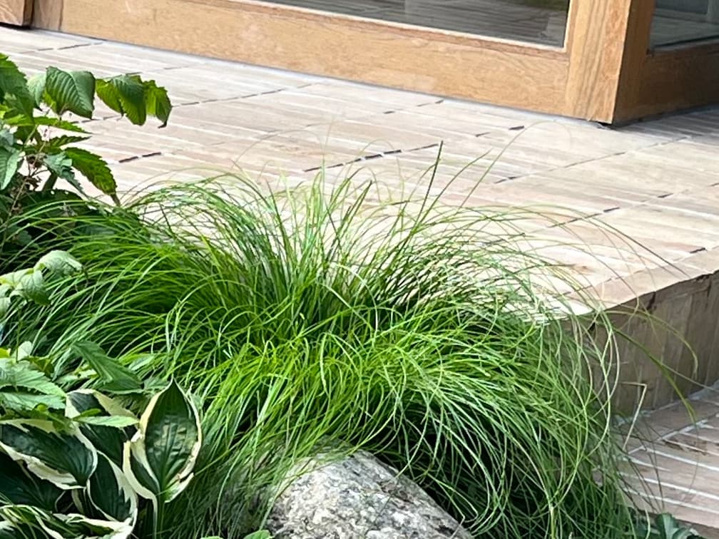 레모타사초 - 레모타사초는 자연림 하부나 계곡 주변에서 자라는 섬세한 질감의 사초류로, 직사광보다는 수목 하부, 북측 사면, 그늘진 정원에서 가장 안정적으로 자랍니다. 습윤한 토양을 선호하여 물 빠짐은 필요하지만 건조에는 약하며, 계곡형 정원, 빗물정원(Rain garden)에 적합합니다. 잎이 가늘고 부드러우며, 빽빽하지 않고 공기가 통하는 듯한 군락을 만들어 바람에 흔들리는 질감이 매우 자연스러워 자연주의(Naturalistic) 식재에 적합합니다.