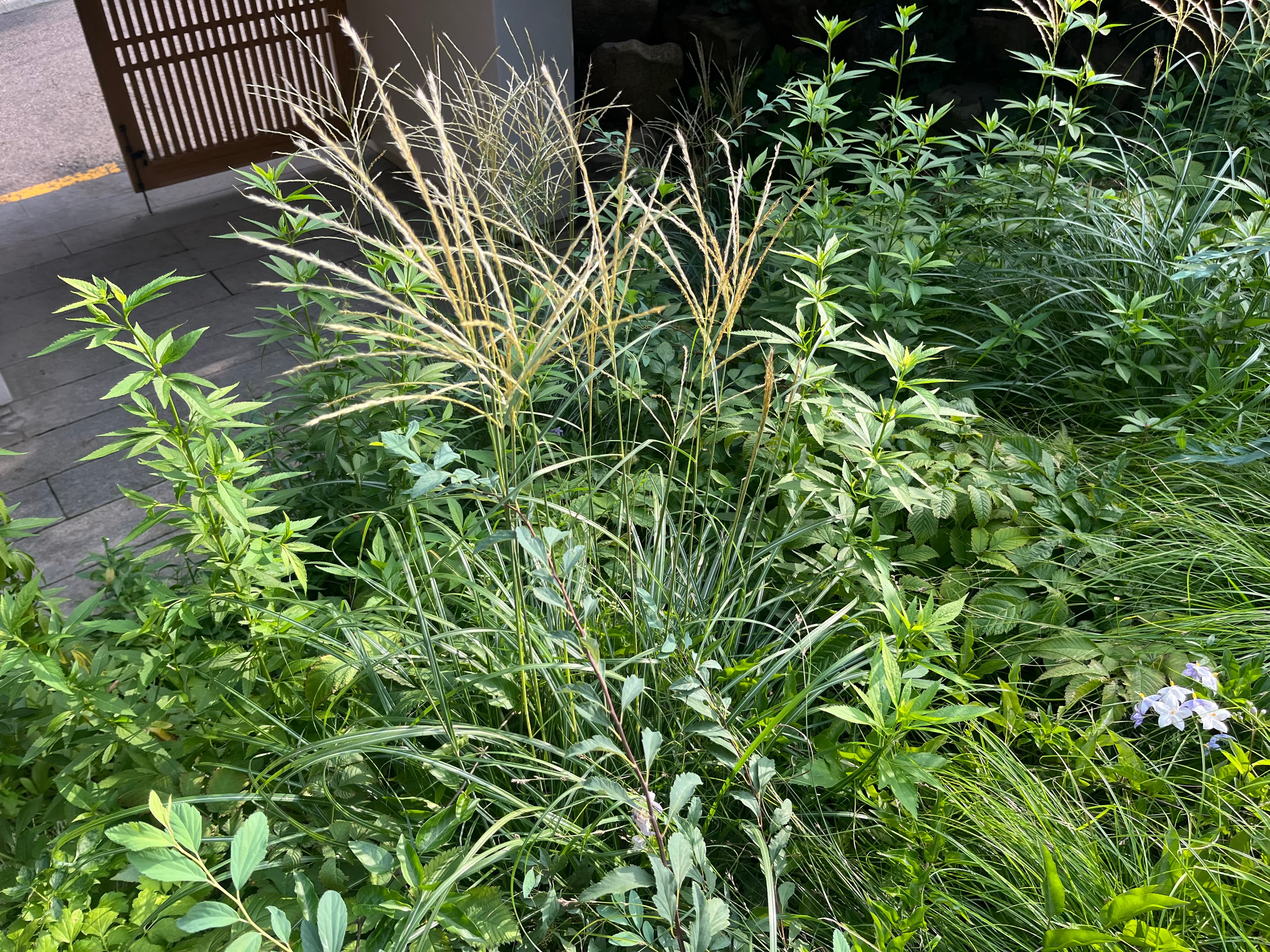 참억새 '모닝 라이트' - 참억새 ‘모닝 라이트’는 일반 참억새에 비해 잎이 가늘고, 잎 가장자리에 형성된 미세한 백색 스트라이프로 인해 전체적으로 은빛이 감도는 짙은 녹색 질감을 형성하는 품종입니다. 충분한 일조 조건에서 수형이 가장 단정하게 유지되나 반음지 환경에서도 활용이 가능하며, 직립성이 뛰어나 쓰러짐이 적고 포기 형태가 안정적으로 유지됩니다.