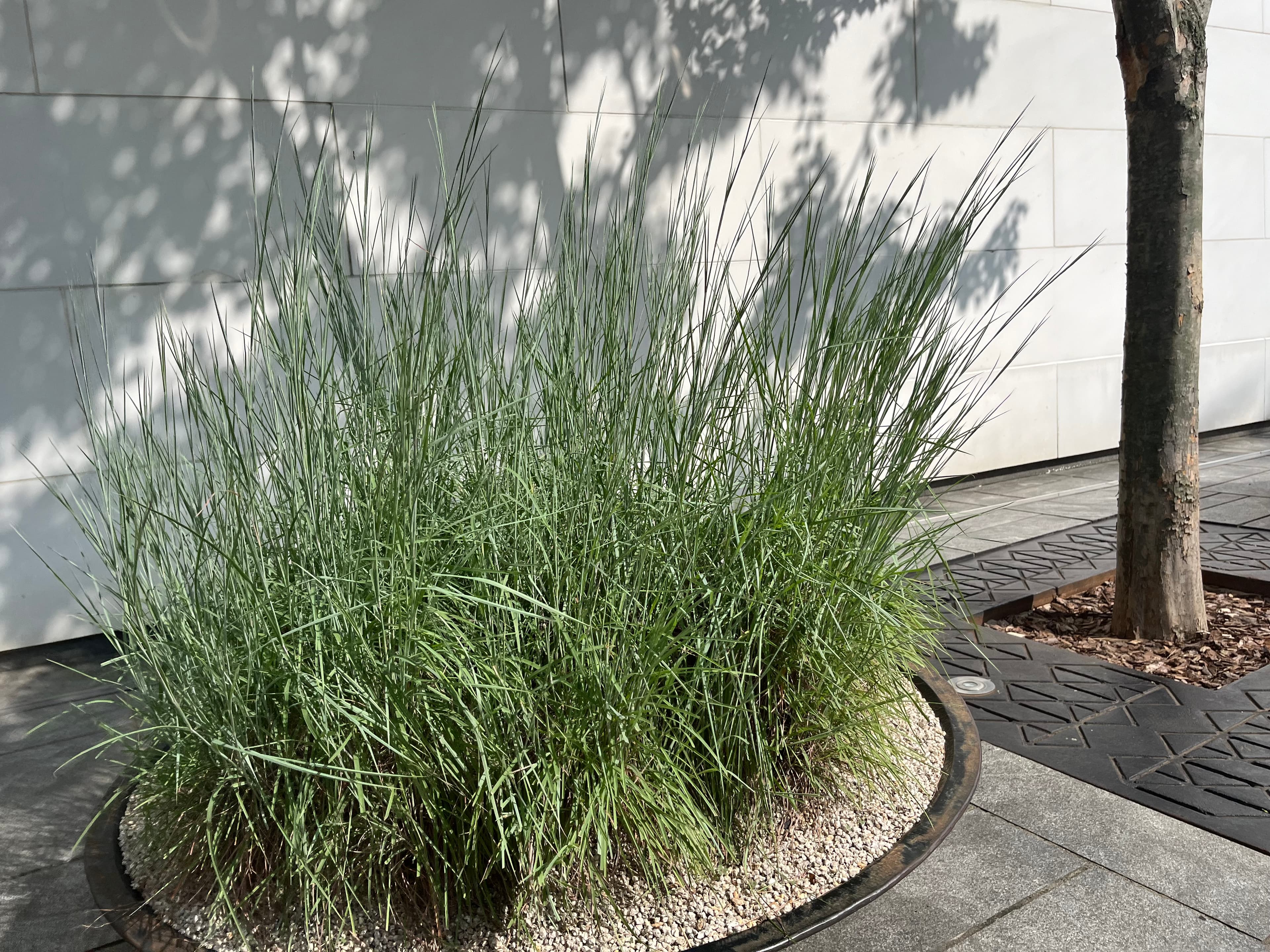 파니쿰 '헤비메탈' - anicum ‘Heavy Metal’은 직립성이 매우 강한 수형과 청회색을 띠는 잎 질감이 특징이다. 생육 초기부터 수직적 구조가 뚜렷하게 형성되어 도복이 거의 없으며, 군식 시 공간의 질서와 리듬을 명확하게 만들어 준다. 양지 환경에서 가장 안정적인 생육을 보이고 건조와 고온에 대한 내성이 우수하여 유지관리 부담이 적다. 여름 후반부터 가을에 형성되는 가벼운 꽃차례는 잎 위로 은은하게 떠올라 계절 변화를 표현하며, 자연주의 및 현대적 조경에서 구조적 중심 그라스로 활용 가치가 높다.