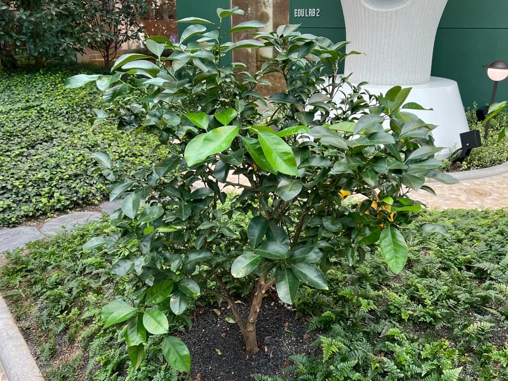 의창페페다 - Citrus cavaleriei는 중국 남부 지역에 자생하는 상록성 감귤류로, 비교적 소형의 수목 또는 관목 형태로 자라 조경 공간에서 안정적인 녹지 볼륨을 형성한다. 윤기 있는 진녹색 잎과 단정한 수형이 특징이며, 사계절 잎을 유지해 경관의 연속성을 확보하는 데 유리하다. 양지에서 생육이 가장 안정적이나 반음지에서도 적응이 가능하며, 배수가 양호한 토양 조건에서 건강한 생장을 보인다. 온난한 기후에 적합한 수종으로, 남부 지역이나 보호된 공간에서 정원수 및 경관수로 활용 가치가 높다.