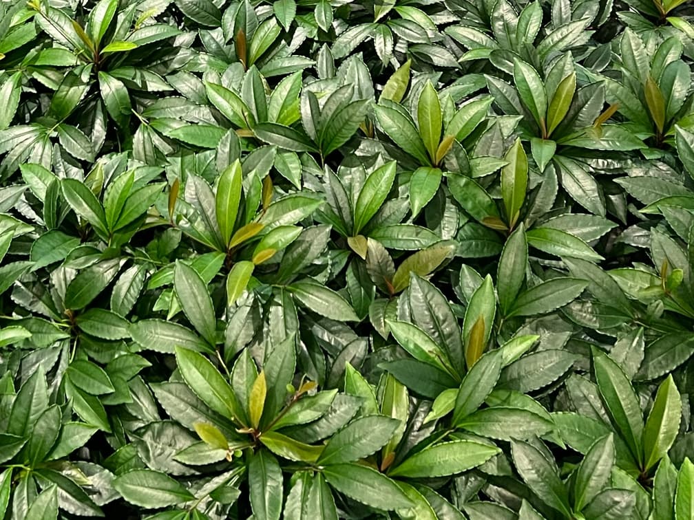 백량금 - 백량금은 동아시아 원산의 상록 관목으로, 반음지에서 음지에 이르기까지 적응성이 높아 수목 하부나 그늘진 공간에서도 안정적인 생육을 보이며, 과도한 시각적 강조 없이도 계절감을 부여하는 하부 식재로 적합하다. 생장이 완만하고 수형이 낮고 치밀하게 유지되어 지피에 가까운 관목 레이어를 형성하며, 배수가 양호하고 유기물이 포함된 토양 조건에서 관리 부담이 적다.