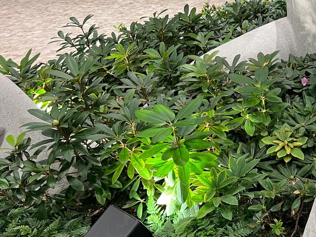 만병초 - 만병초는 진달래과에 속하는 상록 또는 낙엽성 관목으로, 두껍고 윤기 있는 잎과 봄철 대형 화서가 특징인 대표적인 개화 관목이다. 반음지 환경에서 생육이 가장 안정적이며, 강한 직사광과 건조를 피한 산광 조건에서 잎과 꽃의 품질이 우수하게 유지된다. 산성 토양을 선호하고 배수가 양호하면서도 적정 수분이 유지되는 토양에서 활착이 좋다. 개화기에는 분홍·자홍·백색 계열의 풍성한 꽃이 군집을 이루어 강한 계절적 포인트를 형성하며, 수형이 비교적 단정해 정원에서 중층 관목으로 활용 가치가 높다.