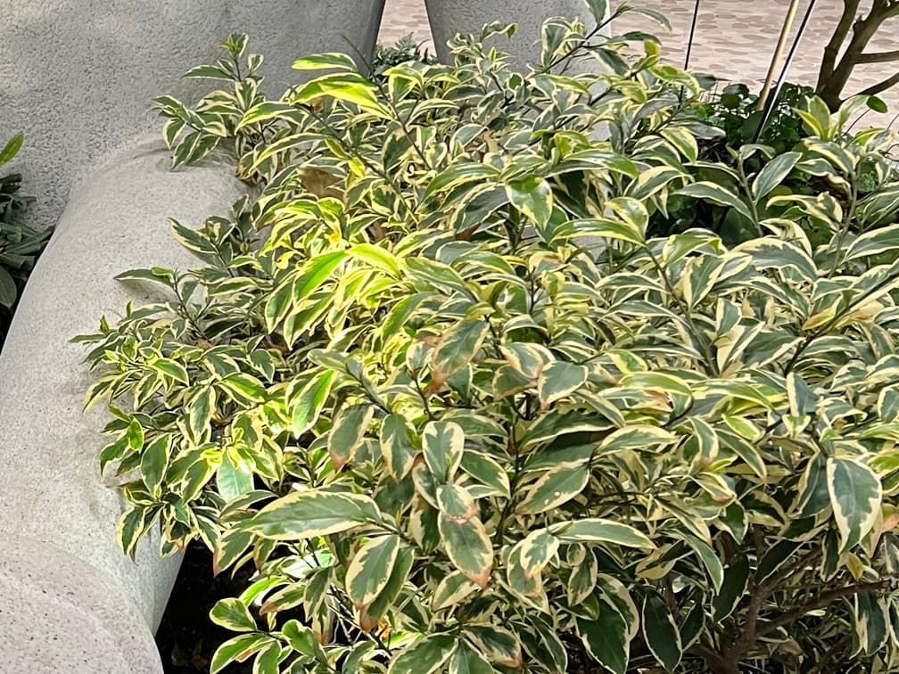 무늬비쭈기나무 - 무늬비쭈기나무는 느릅나무속에 속하는 상록 또는 반상록성 교목으로, 잎이 작고 치밀하며 수형이 단정하게 유지되는 것이 특징이다. 일반 비쭈기나무에 비해 잎이 비교적 작고 밀도가 높아 세련된 질감을 형성하며, 연중 안정적인 녹지 볼륨을 제공한다. 양지에서 반음지까지 폭넓게 적응하고, 배수가 양호한 토양에서 생육이 안정적이다. 내풍성과 내건성이 우수해 도시 환경 및 해안 인접 지역에서도 활용 가능하다.