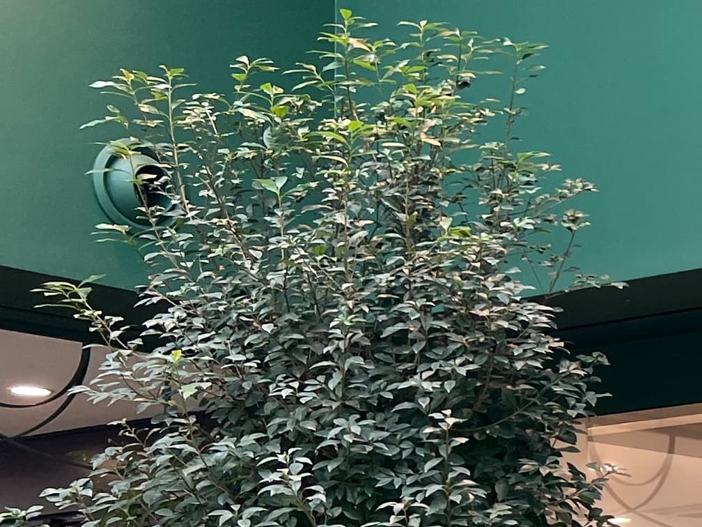 후피향나무 - 후피향나무는 남부 해안 및 도서 지역에 자생하는 상록성 교목 또는 대형 관목으로, 두껍고 윤기 있는 타원형 잎과 단정한 수형이 특징이다. 잎 뒷면이 다소 연한 색을 띠어 미묘한 명도 대비를 형성하며, 연중 안정적인 녹지 질감을 제공한다. 양지에서 반음지까지 적응성이 높고, 배수가 양호한 토양 조건에서 생육이 안정적이다. 내염성과 내풍성이 우수해 해안 및 도시 환경에서도 활용도가 높으며, 정원에서 배경 수목 또는 차폐용 수종으로 적합하다.