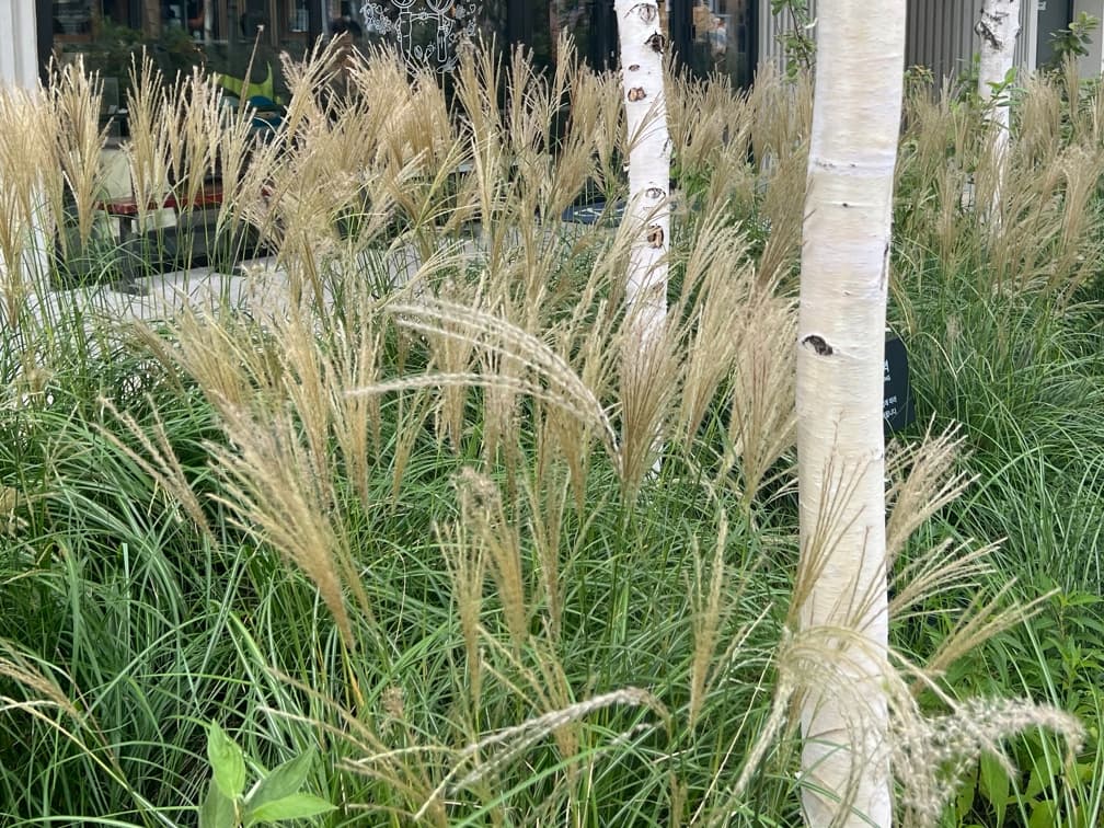 참억새 '그라실리무스' - ‘Gracillimus’는 참억새 계열의 대표적인 세엽형 그라스로, 매우 가늘고 유연한 잎이 포기 형태로 모여 부드러운 수직 리듬을 형성하는 품종이다. 전체 수형이 가볍고 투명해 주변 식재를 가리지 않으면서도 공간의 깊이와 움직임을 강조한다. 양지 조건에서 생육이 가장 안정적이나 반음지에서도 활용이 가능하며, 배수가 양호한 토양에서 형태 유지력이 뛰어나다. 가을철에는 은분홍빛에서 은백색으로 변하는 꽃차례가 형성되어 계절감을 더하고, 겨울까지 마른 형태로 구조미를 유지해 사계절 경관 연출에 적합하다.