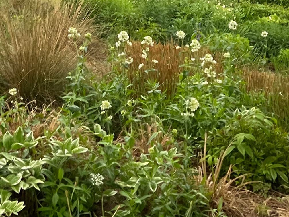 화이트 발레리안