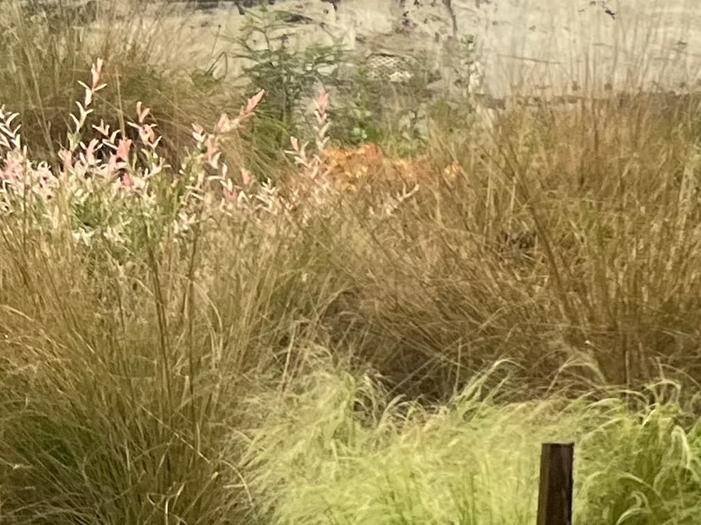 프레리 드롭시드