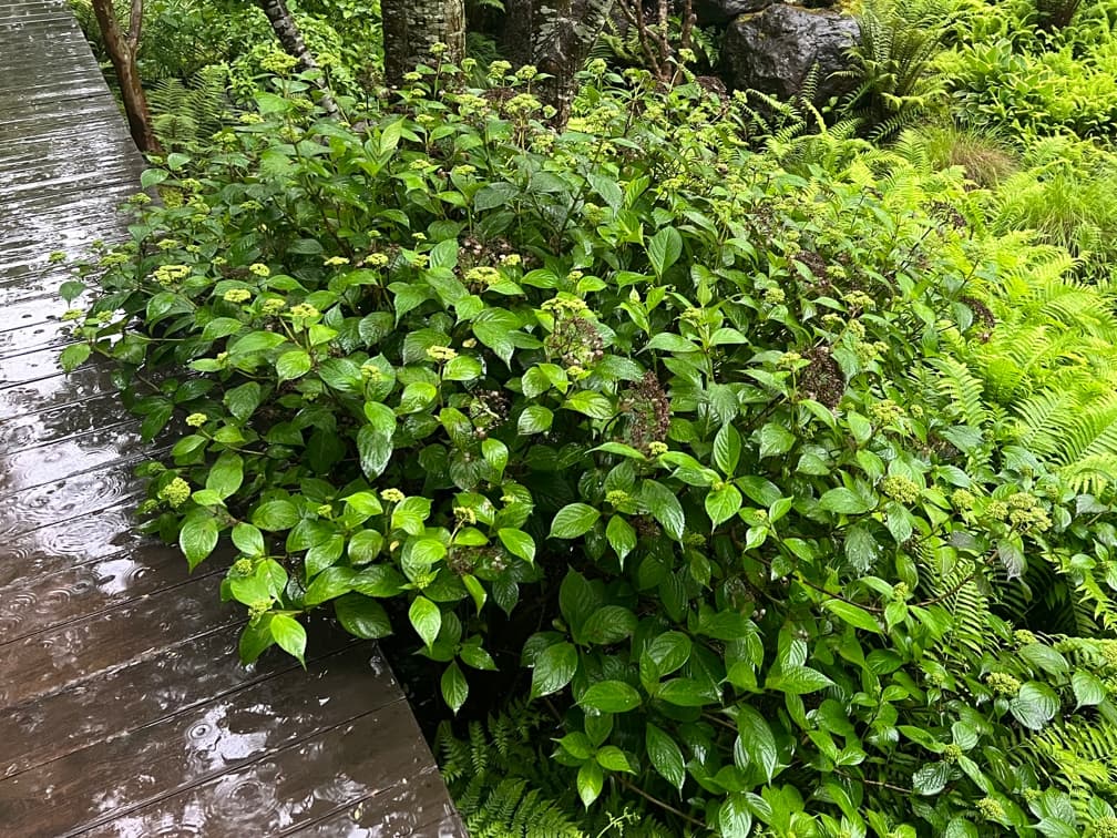 산수국 - 산수국은 우리나라 산지 숲 가장자리와 계곡 주변에 자생하는 낙엽성 관목으로, 초여름에 피어나는 섬세한 꽃차례가 특징이다. 화서는 가장자리에 장식화가 배치되고 중심부에 가임화가 모이는 편평한 형태로 형성되어 자연스러운 경관을 연출한다. 반음지 환경에서 생육이 가장 안정적이며, 직사광을 피한 산광 조건과 습윤하지만 배수가 확보된 토양에서 꽃과 잎의 품질이 우수하다. 수형은 비교적 단정한 관목형으로 자라 수목 하부나 숲 가장자리에서 중·하층 식재의 계절 포인트로 활용 가치가 높다.