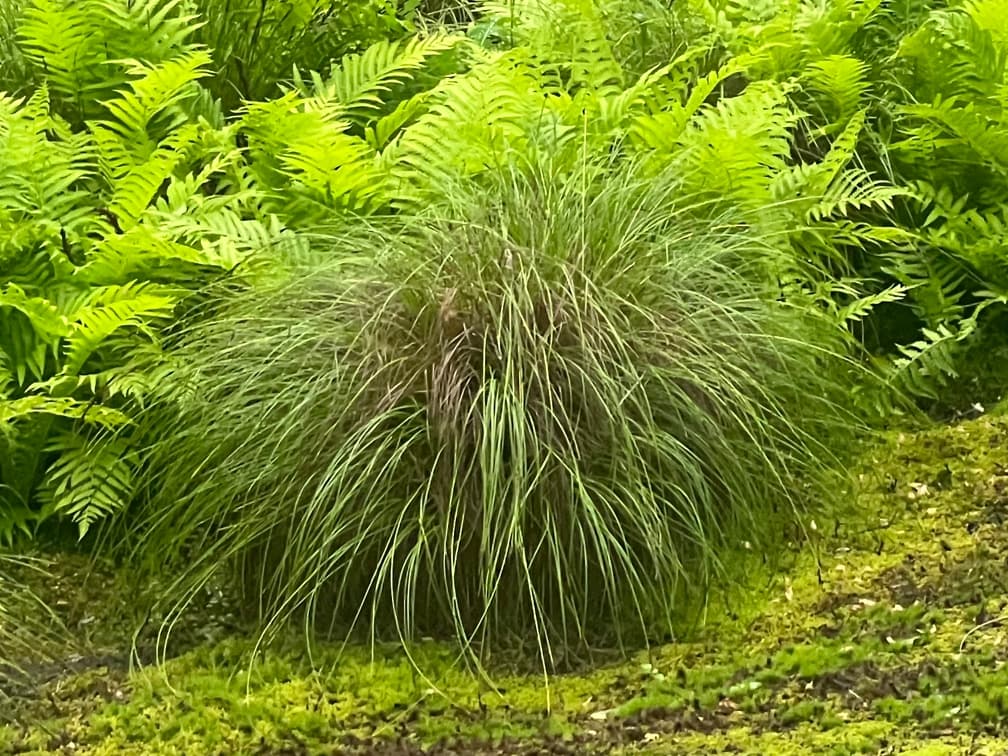 꼬랑사초 - 꼬랑사초는 사초과에 속하는 여러해살이 초본으로, 길고 가는 잎과 아래로 늘어지는 이삭 형태의 꽃차례가 특징인 수종이다. 잎은 포기형으로 밀도 있게 전개되어 안정적인 면적감을 형성하며, 개화기에는 늘어진 꽃차례가 더해져 부드러운 움직임과 자연스러운 리듬을 연출한다. 반음지에서 생육이 가장 안정적이나 양지에서도 적응이 가능하며, 습윤하지만 배수가 확보된 토양을 선호한다. 수변부, 저지대, 자연주의 식재에서 하부 레이어의 질감과 연결성을 강화하는 식물로 활용 가치가 높다.
