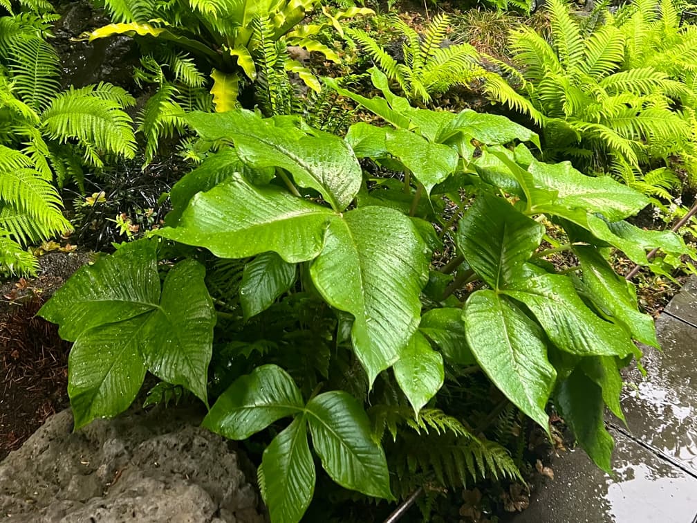 큰남천성 - 큰남천성은 남천의 변종으로, 일반 남천에 비해 수고와 잎 크기가 크고 수형이 보다 당당하게 전개되는 상록성 관목이다. 잎은 깃꼴로 섬세하게 배열되며, 계절에 따라 녹색에서 적색 계열로 변색되어 연중 경관 변화를 제공한다. 초여름에는 소형의 백색 꽃이 산방형으로 개화하고, 가을부터 겨울까지는 선명한 적색 열매가 유지되어 계절 포인트 역할을 수행한다. 반음지에서 생육이 가장 안정적이나 양지에서도 적응이 가능하며, 배수가 양호한 토양에서 관리 부담이 적다. 단독 식재와 군식 모두에 적합해 정원의 중층 구조를 형성하는 관목으로 활용 가치가 높다.
