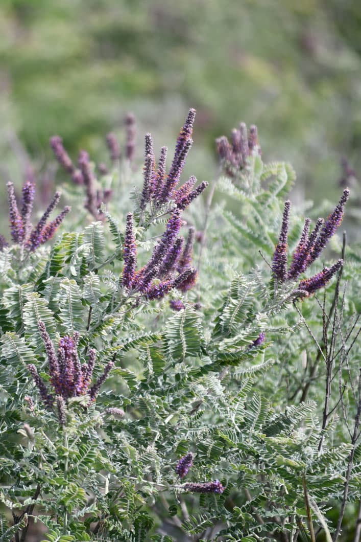 털족제비싸리 - 은회색의 잔털로 덮인 잎과 줄기가 특징인 프레리 원산 관목으로, 여름철 자주보라색 꽃차례가 뚜렷한 대비를 이룬다. 건조와 척박한 토양에 대한 적응력이 뛰어나며 질소고정 능력을 지녀 토양 개선에도 기여한다. 자연주의 정원과 프레리 스타일 식재에서 낮은 관목층의 질감과 생태적 가치를 강화하는 식물로 활용된다.
