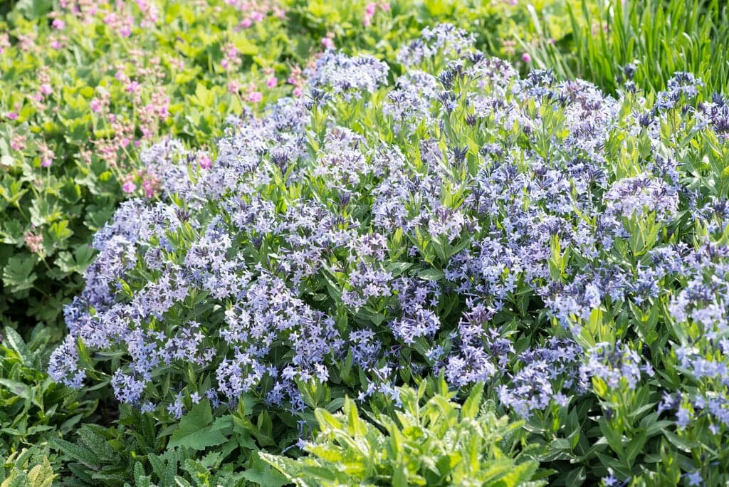 암소니아 ‘블루 아이스’ - 일반 Amsonia류보다 키가 낮고 컴팩트한 수형을 이루는 품종으로, 봄철 선명한 청색 꽃이 밀도 있게 피어 색감이 또렷하다. 가는 잎이 촘촘히 분지되어 개화 이후에도 단정한 질감을 유지하며, 가을에는 황금빛 단풍으로 계절감을 더한다. 자연주의 정원과 프레리 스타일 식재에서 전·중경부의 색 포인트 식물로 활용도가 높다.