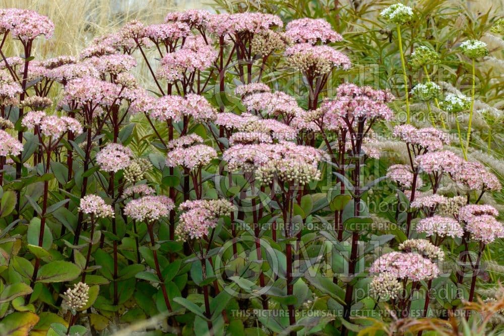 돌나물 ‘마트로나’ - 자주빛을 띠는 줄기와 회녹색 잎이 대비를 이루는 다육성 다년초로, 늦여름 이후 꽃과 잎 색이 함께 강조된다. 건조와 고온에 강하고 배수가 좋은 토양에서 수형이 안정적이다. 자연주의 정원과 혼합 초화 식재에서 가을 경관의 구조와 색채를 동시에 담당하는 포인트 식물로 활용된다.