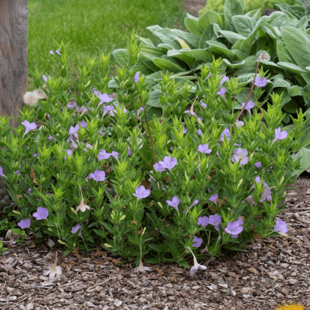 미국루엘리아 - 낮게 퍼지며 자연스러운 포기 형태를 이루는 북미 원산 다년생 초본으로, 여름철 깔때기형의 연보라색 꽃을 반복적으로 피운다. 건조와 고온에 비교적 강하고 척박한 토양에서도 생육이 가능해 관리 부담이 적다. 자연주의 정원과 프레리 스타일 식재에서 전·중경부를 부드럽게 채우는 지피성 초화로 활용된다.