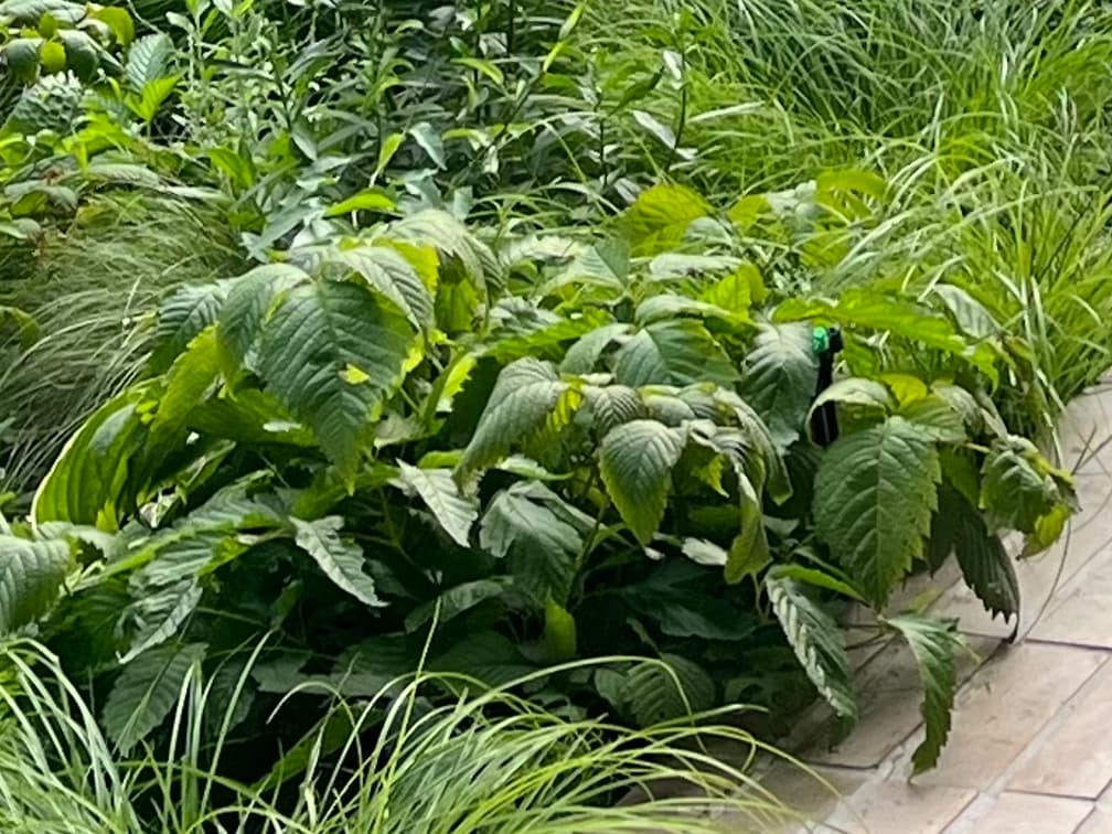 눈개승마 - 눈개승마는 산지 계곡과 숲 가장자리에 자생하는 대형 초본으로, 초여름에 형성되는 풍성한 흰 꽃차례가 안개처럼 퍼져 보이는 것이 특징입니다. 직사광보다는 산림 가장자리의 부드러운 산광 환경에서 생육이 가장 안정적이며, 습윤하면서도 배수가 확보된 토양을 선호합니다. 국내 자생종으로 생태적 안정성이 높아, 자연주의 정원에서 공간의 수직적 중심 축을 형성하는 핵심 식재로 활용되고 있습니다.