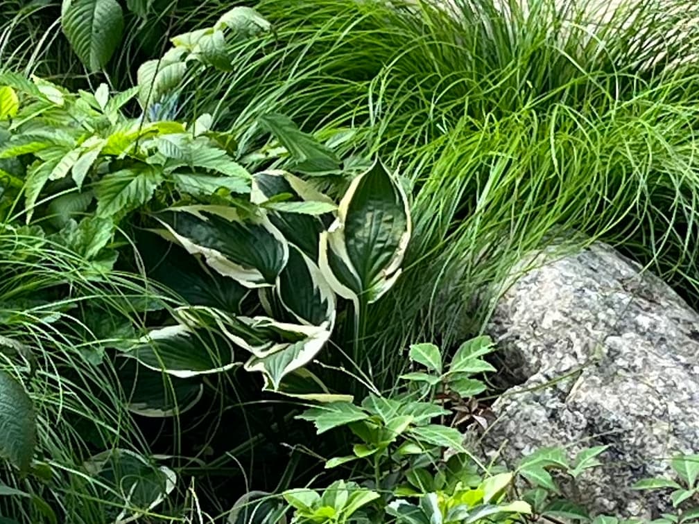 호스타 '미니트맨' - 호스타 ‘미니트맨’은 진녹색 잎 가장자리를 따라 선명한 백색 테두리가 형성되는 품종으로, 잎 무늬의 대비가 분명해 그늘 정원에서도 높은 시각적 선명도를 확보할 수 있는 것이 가장 큰 장점입니다. 반음지 환경에서 최적의 생육을 보이지만 음지에서도 적응이 가능하며, 강한 직사광에서는 잎 가장자리가 탈 수 있어 산광 조건이 이상적입니다. 습윤하면서도 배수가 양호한 토양을 선호하고, 생육 안정성과 형태 유지력이 뛰어나 유지관리 부담이 적은 우수한 그늘용 초본입니다.