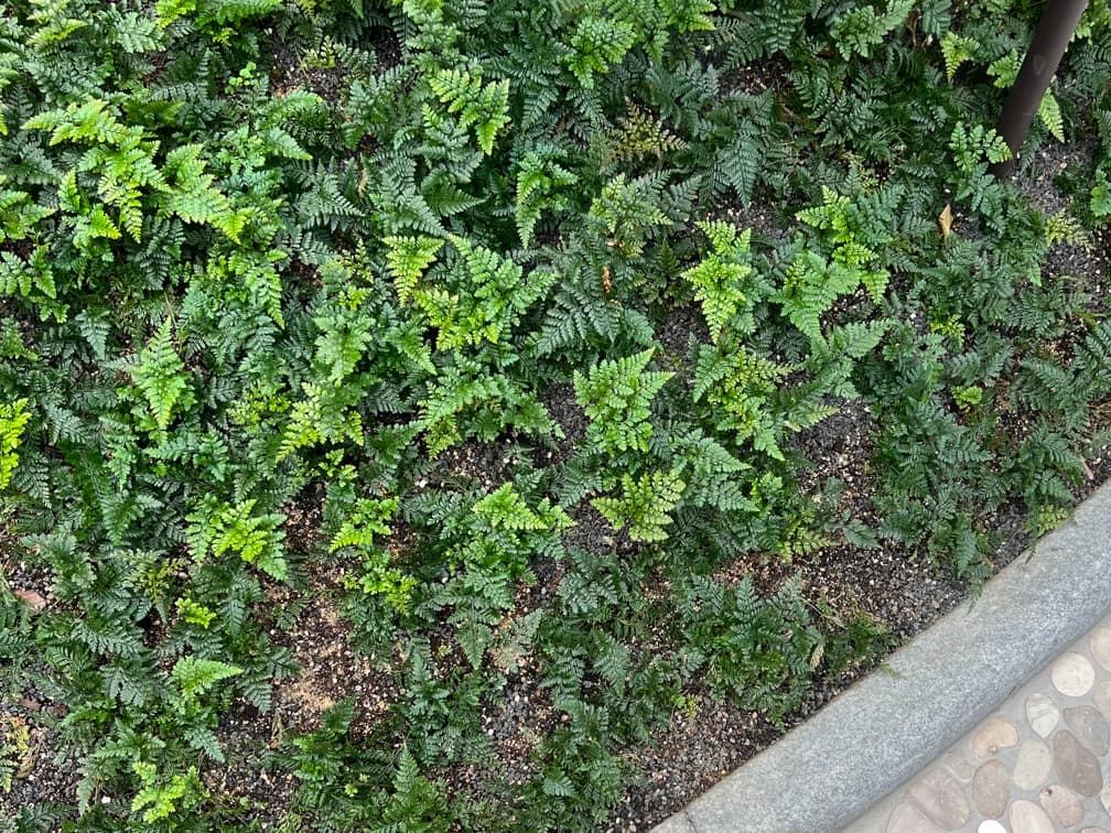 후마타 고사리 - 후마타고사리는 열대·아열대 지역에 분포하는 상록성 고사리류로, 직사광을 피한 산광 조건에서 생육이 가장 안정적이며, 습도가 유지되는 환경을 선호한다. 실내 조경 및 그늘 공간에서 형태와 질감을 강조하는 포인트 식물로 활용 가치가 높다.