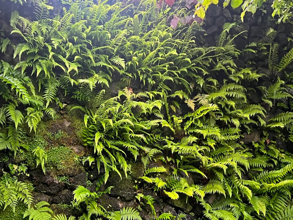 가는잎처녀고사리 - 가는잎처녀고사리는 섬세하게 분열된 잎이 부드럽게 퍼지는 고사리류로, 가볍고 투명한 질감을 통해 그늘 공간에 여백과 깊이를 부여하는 수종이다. 잎은 가늘고 정교한 깃꼴 형태로 전개되어 과도한 밀도 없이 공기가 통하는 듯한 군락을 형성하며, 주변 식재와 자연스럽게 연결된다. 반음지에서 생육이 가장 안정적이고, 유기물이 풍부하며 습윤하지만 배수가 확보된 토양에서 잎의 품질이 우수하다. 자연주의 정원, 숲 가장자리, 수목 하부 식재에서 하부 레이어의 질감 완충 및 연결 식재로 활용 가치가 높다.