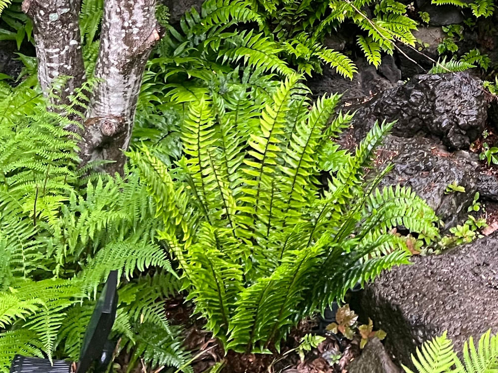 쇠고비 - 쇠고비는 우리나라 산지 계곡과 습윤한 숲 바닥에 자생하는 대형 고사리류로, 굵고 힘 있는 잎이 직립에 가깝게 전개되며 안정적인 군락을 형성한다. 잎은 비교적 두껍고 질감이 분명해 그늘 공간에서도 존재감 있는 하부 레이어를 구성하며, 주변 초본 및 관목 식재와 대비되는 구조적 리듬을 제공한다. 반음지에서 생육이 가장 안정적이고, 지속적으로 수분이 공급되는 습윤 토양을 선호하되 배수가 확보된 환경에서 활착과 생육이 우수하다. 자연주의 정원, 계곡형 경관, 수목 하부 식재에서 공간의 골격을 보완하는 핵심 고사리 수종으로 활용 가치가 높다.